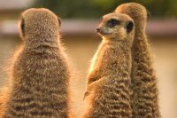 Alert Meerkats