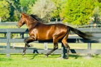 Running Stallion in Pasture