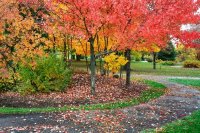 Autumn Walkway