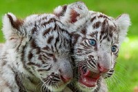 White Tiger Pups
