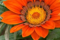 Orange Flower