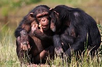 Chimpanzees Eating a Carrot