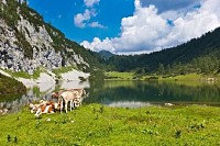 Pasture in the Mountains with a Group of Cows