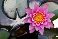 Pink Lilies