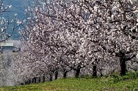 Almond Tree