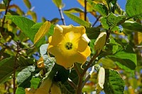 Angels Trumpet