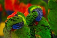 Camera Shy Birds
