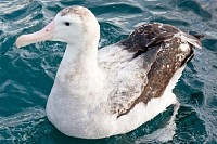 Wandering Albatross Swimming