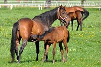 Young Colt Weening