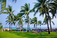 Coconut Trees and Lawn