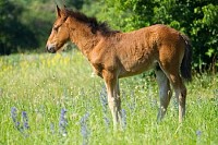 A Beautiful Foal