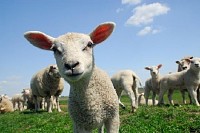 Curious Lamb