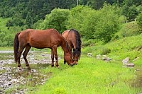 Two Horses Grazing