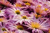 Flower Petals with Dew Drops
