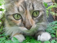 pancreas cat