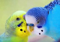 periquitos del amor
