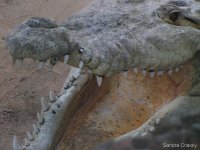 Crocodilo