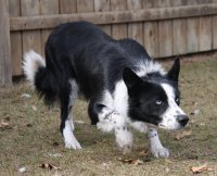 border collie 4