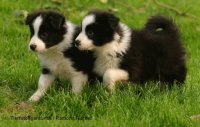border collie 5