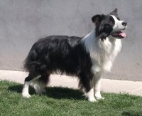 border collie 6