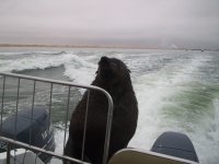 foca