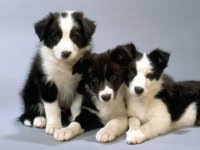 border collie 7