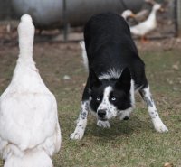 border collie 8