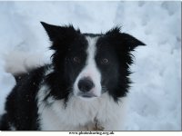 border collie 9