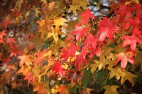 autunno