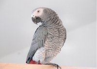 african grey