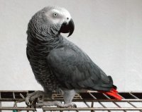 african grey 3
