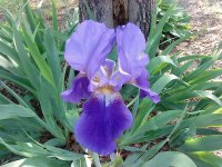 Iris