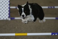 border collie agility
