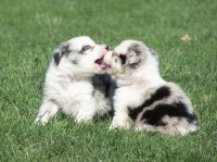 border collie 11