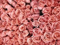 Pink roses
