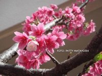 Japon