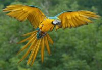 Ara Parrot 2