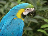 Ara Parrot 3