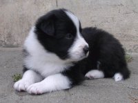 border collie 12