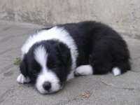 border collie 13