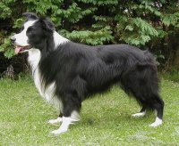 border collie 14