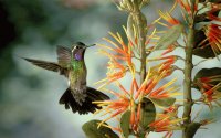 Flores exóticas y colibri