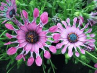 Flores exóticas 1
