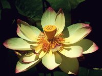 Flores exóticas 2