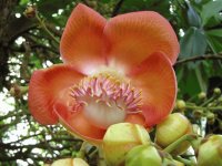 Flores exóticas 5