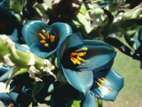 Flores exóticas