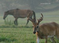 Buck and Horse