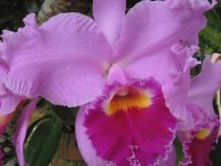 Orquídea 1