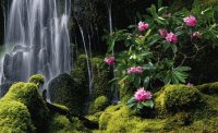Moss Waterfall
