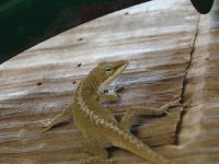 Lizard